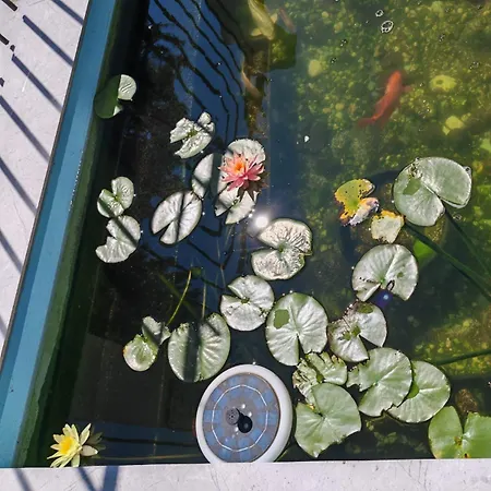 Πανσιόν Blue Lagoon Eforie Nord